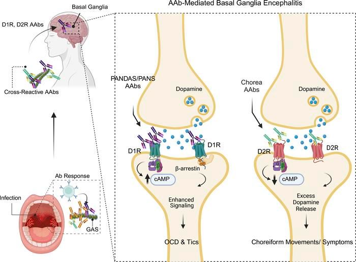 Brain Inflammation Collaborative tweet media