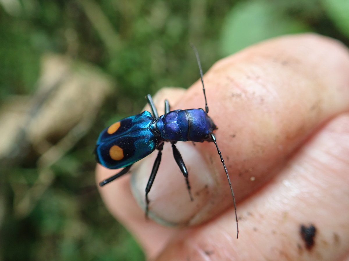 Caterino Arthropod Biodiversity Lab tweet media