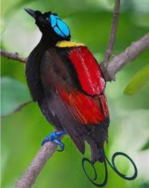 In deze roerige tijden - waarin het te vaak gaat over 'de anderen zijn schuldig aan...' - moet ik vaak denken aan 'n uitspraak van Finkers: Als een paradijsvogel op 'n tak landt en die tak breekt af, geef dan niet de schuld aan de vogel. Maar zorg dat je de boom beter onderhoudt