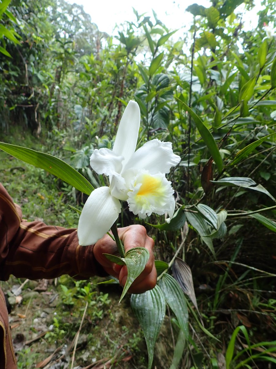 Caterino Arthropod Biodiversity Lab tweet media
