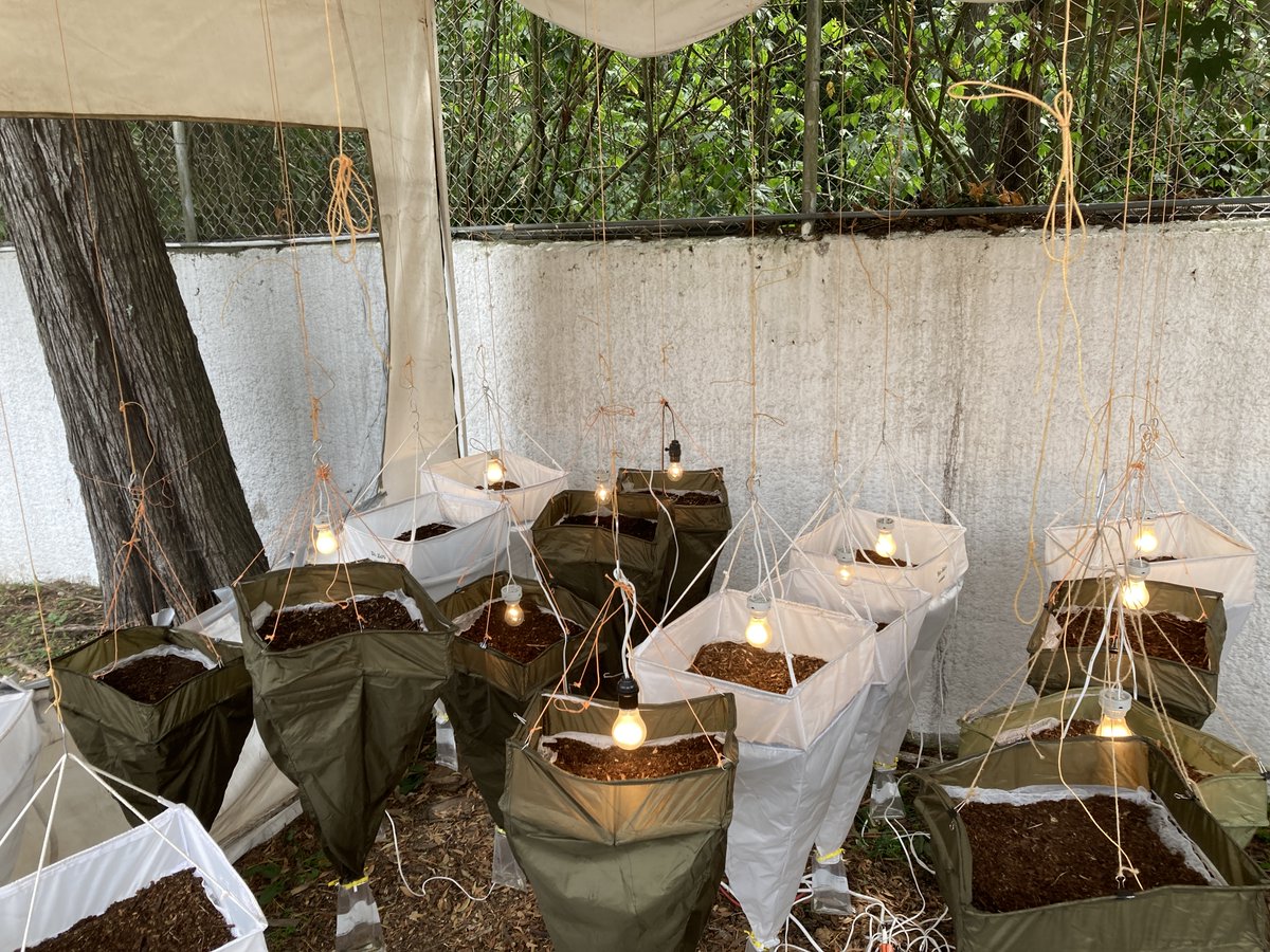 Caterino Arthropod Biodiversity Lab tweet media