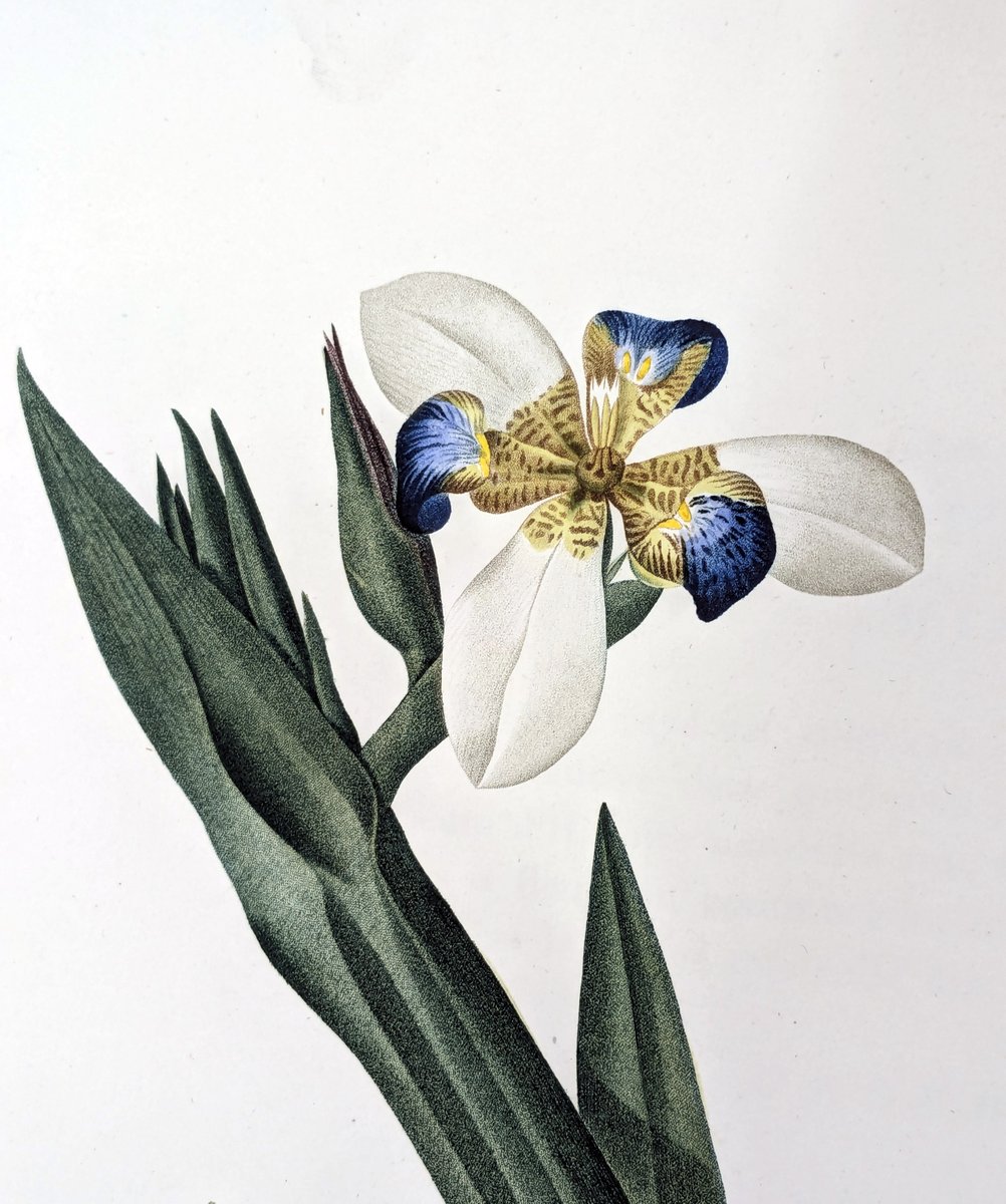 Muséum Angers tweet media