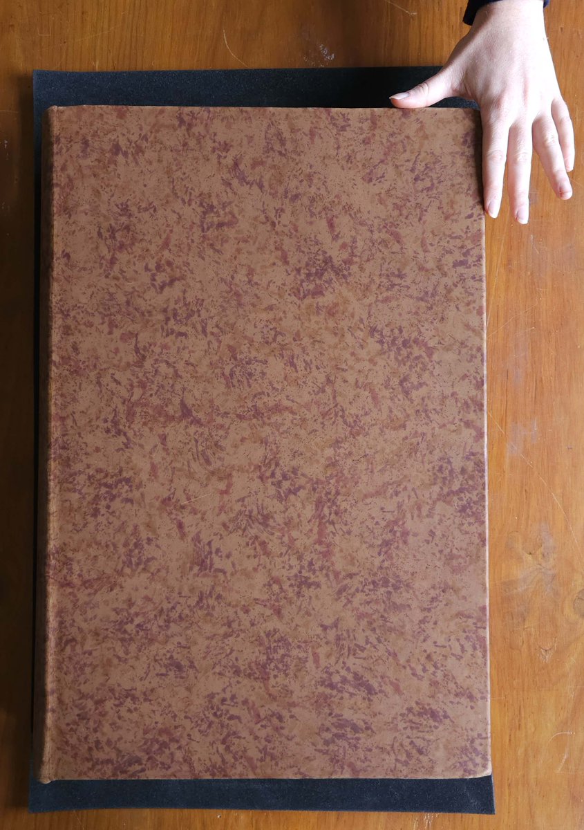 Muséum Angers tweet media