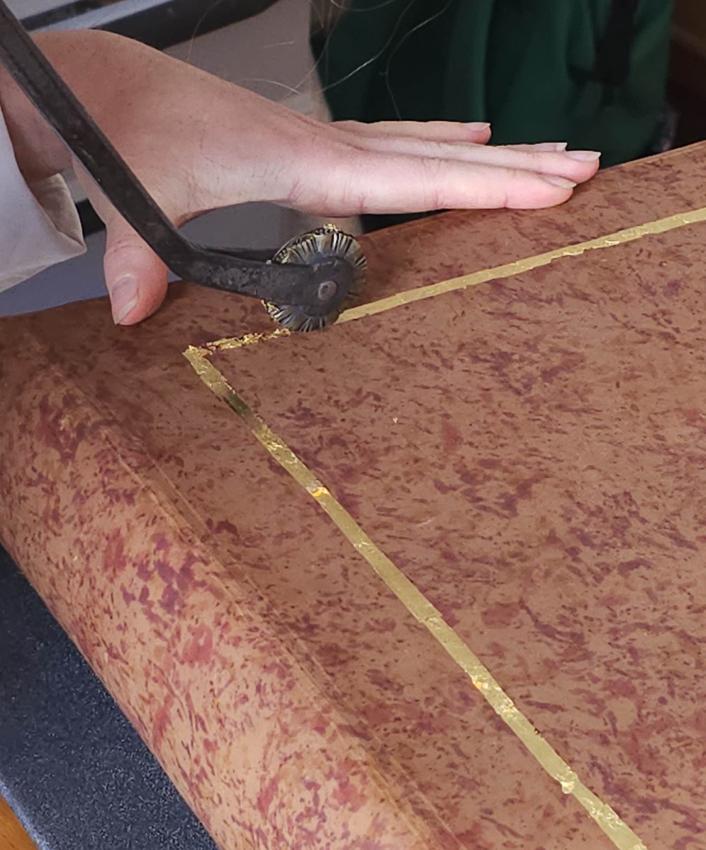 Muséum Angers tweet media