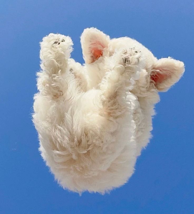 twaniimals's tweet photo. https://t.co/5vZsExw8iP