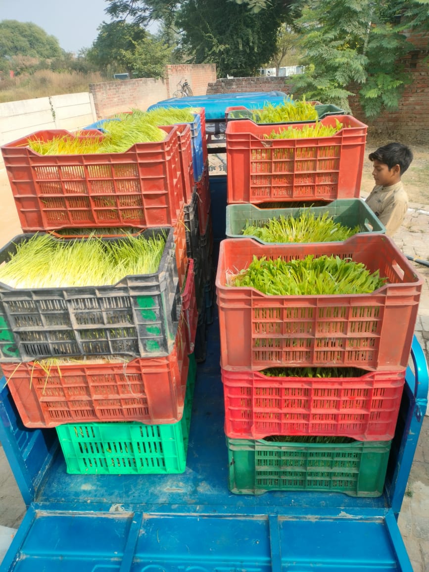 VijaySingh's tweet image. Bharat now has a new service - Daily #fodder delivery service. Fresh, green &amp;amp; nutritious fodder. And its chem-free, @Shunya_fodder boon for small dairy farmers and their livestock.