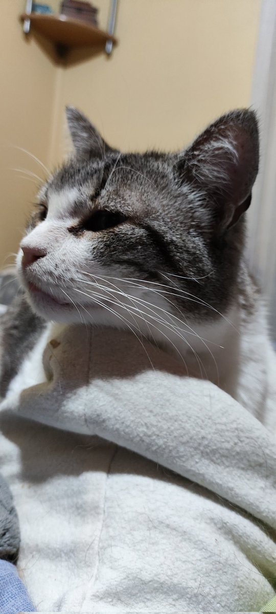 Hay mucha ignorancia con el comportamiento de los gatos. Sí, son animales bastante independientes, pero no por ello puedes dejarlos en la calle. "Se unirá a una colonia" "Podrá sobrevivir sin problemas" Mentira. Por esto, o por maldad, se abandonan gatos mayores como BABA💔