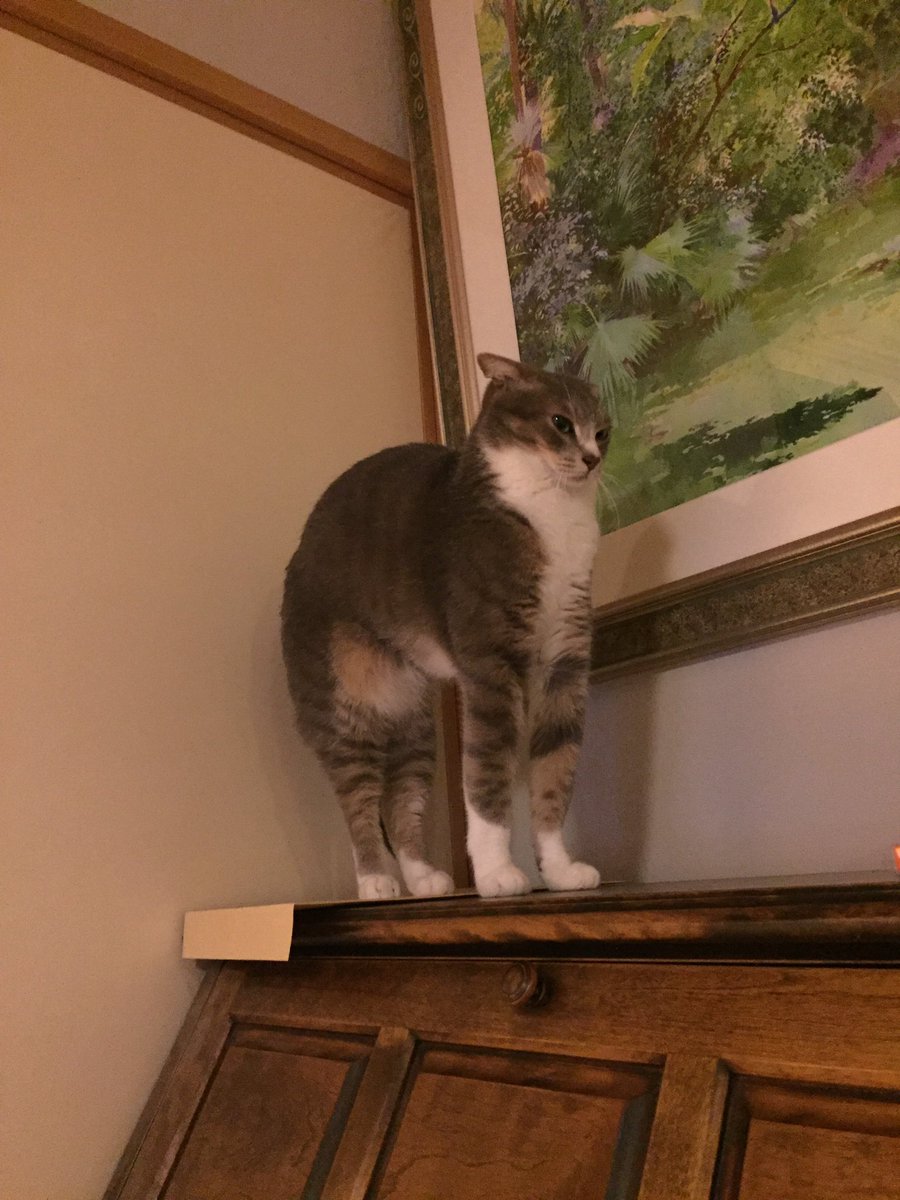 lencon_ash's tweet photo. ぼにゃーるが流行ってると聞いて
実家のねこ https://t.co/39Zy6cNyjE