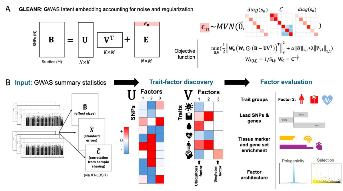 GLEANR: Sparse matrix factorization of GWAS summary statistics robust to sample sharing improves detection and interpretation of factors with diverse genetic architectures biorxiv.org/content/10.110…