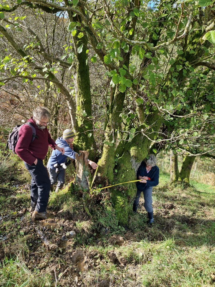 Radnorshire Wildlife Trust (@rwtwales) on Twitter photo The #WilderPentwyn volunteers have been busy learning how to survey trees, & have identified a few strong candidates for Veteran status at Pentwyn Farm. These will be entered on the @WoodlandTrust Ancient Tree Inventory: ati.woodlandtrust.org.uk
<a href="/HeritageFundUK/">The National Lottery Heritage Fund</a> The #WilderPentwyn volunteers have been busy learning how to survey trees, & have identified a few strong candidates for Veteran status at Pentwyn Farm. These will be entered on the @WoodlandTrust Ancient Tree Inventory: ati.woodlandtrust.org.uk
<a href="/HeritageFundUK/">The National Lottery Heritage Fund</a>