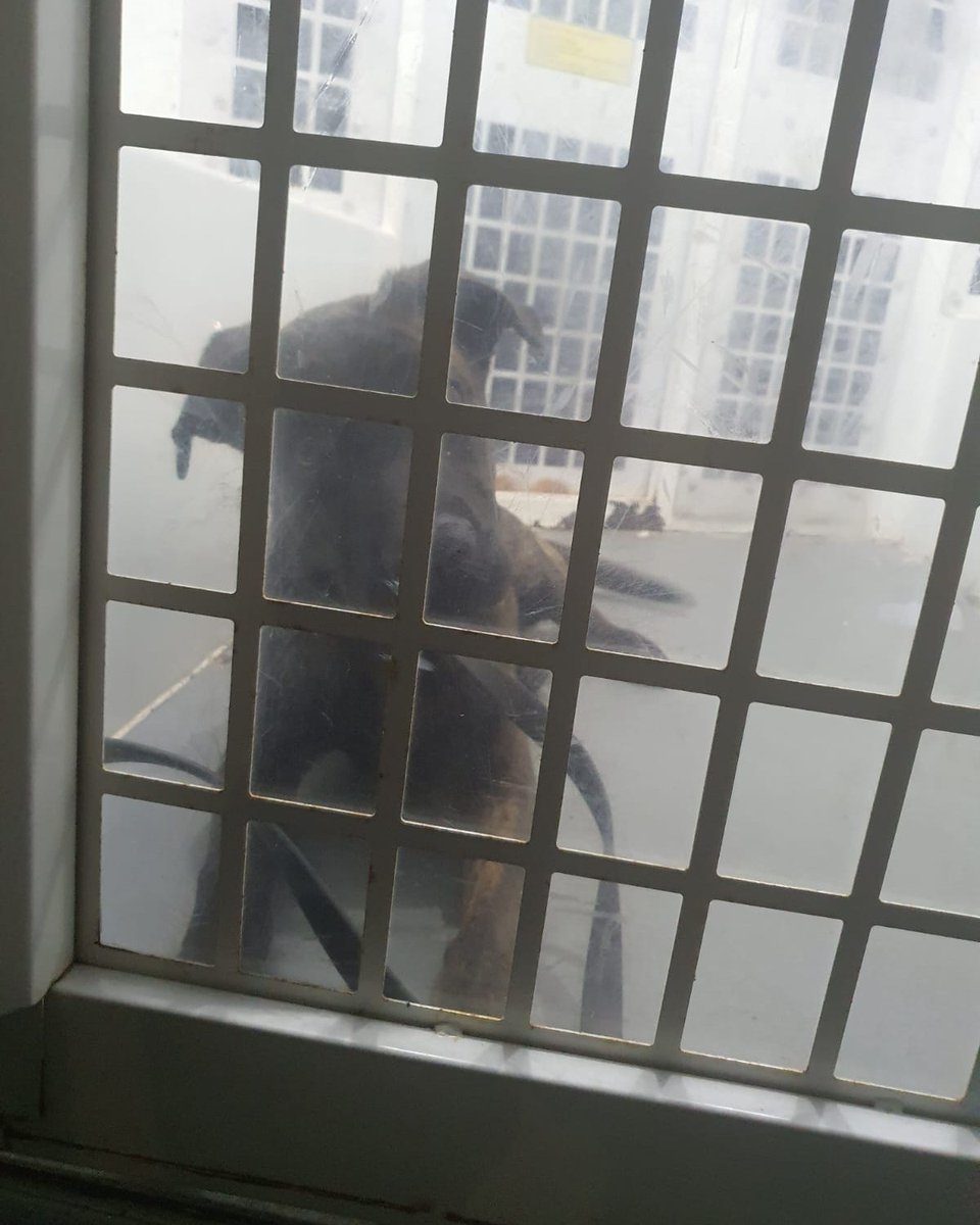 Please retweet, never buy a dog without proper research and commitment - puppy booked to be put to sleep, thrown away like rubbish #SUSSEX #UK 🐶💔
Last night I took a call from one of the Sussex Police Dog Handlers - A call had been made from a woman stating she had a