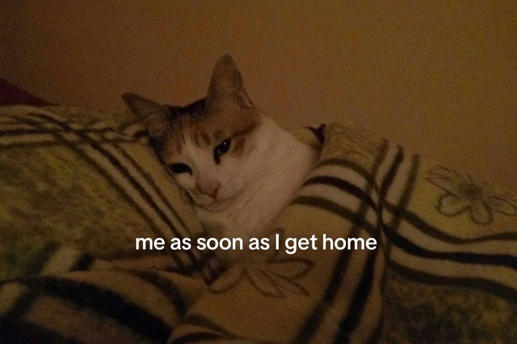 thecatsilly's tweet photo. https://t.co/TgptieqyKm