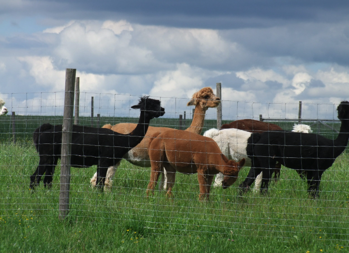 EURCAW Ruminants & Equines (@eurcaw_re) / Posts / X