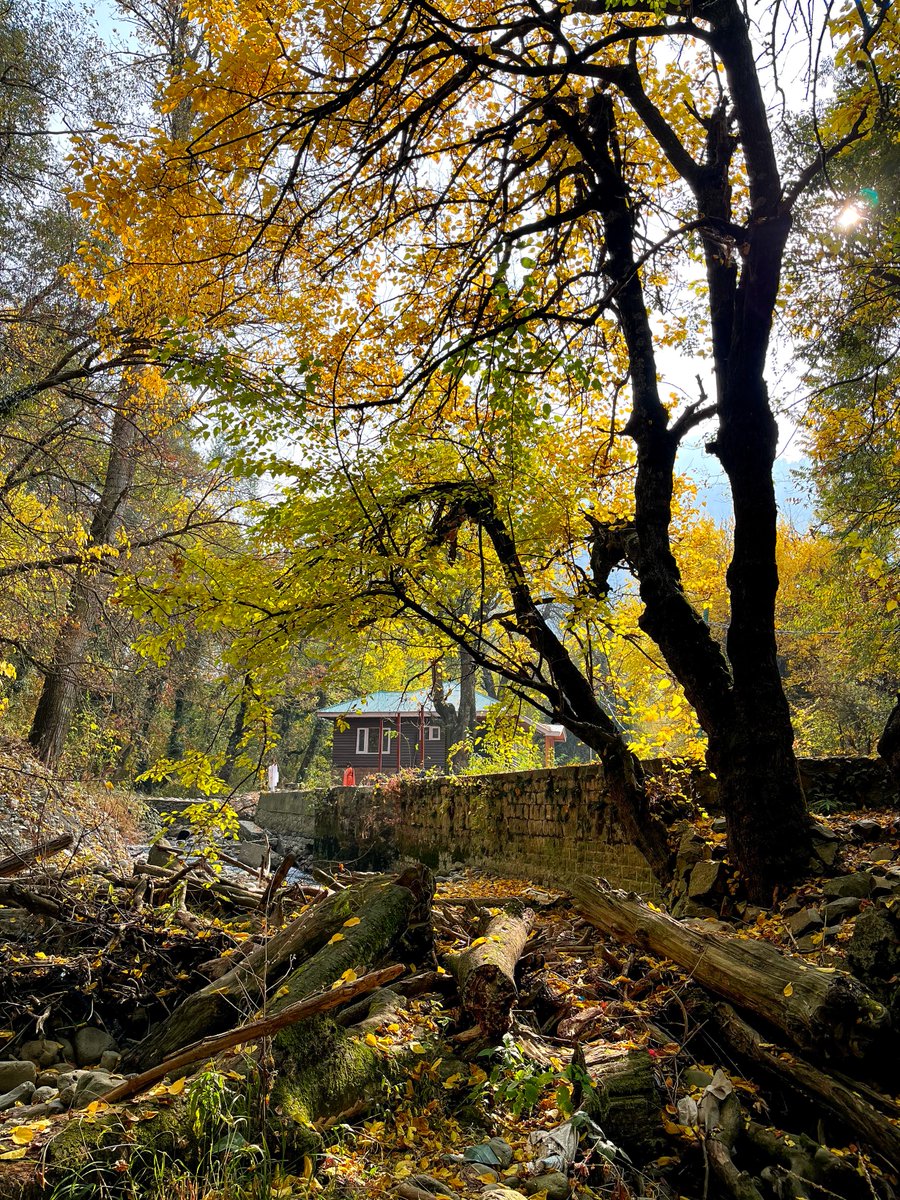 atharnajar18's tweet photo. Autumn 2024  🍂🍂🍁🍁
#dachigamnationalpark #kashmir #autumn2024 https://t.co/7xJDuu3obG