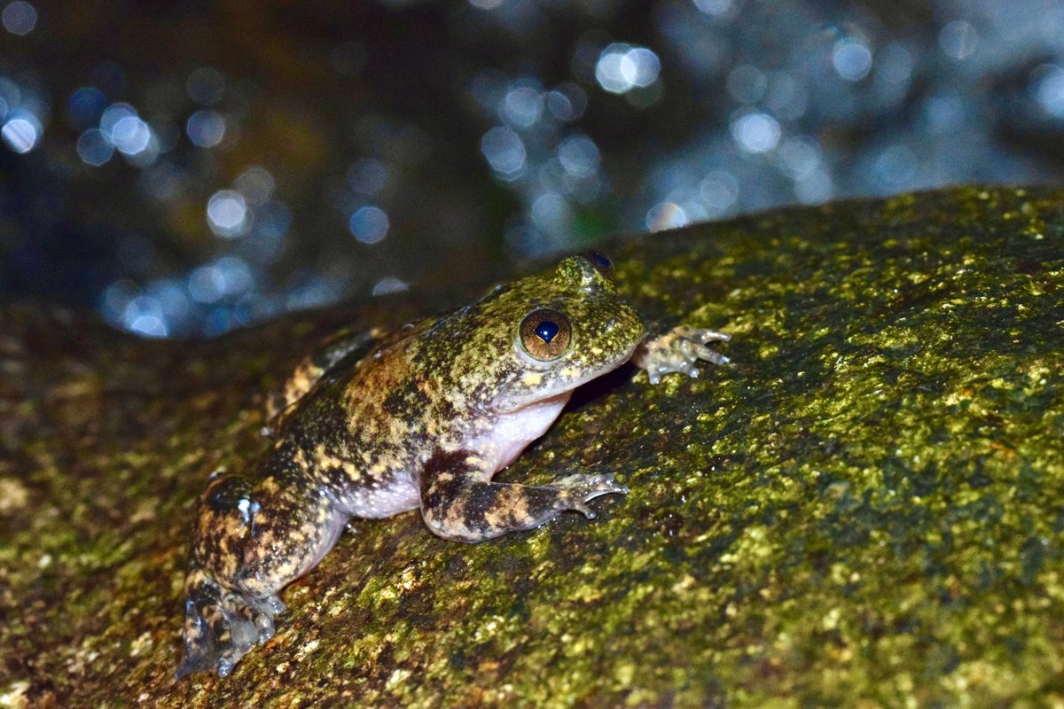 (HILO) 🧵¿Sabíais que se conocen 74 formas diferentes de reproducción en anfibios? Pues hoy, investigadores/as del #MNCN han añadido una nueva que han descrito en la revista Salamandra. 📷 Marta Miñarro 👇 mncn.csic.es/es/Comunicaci%…