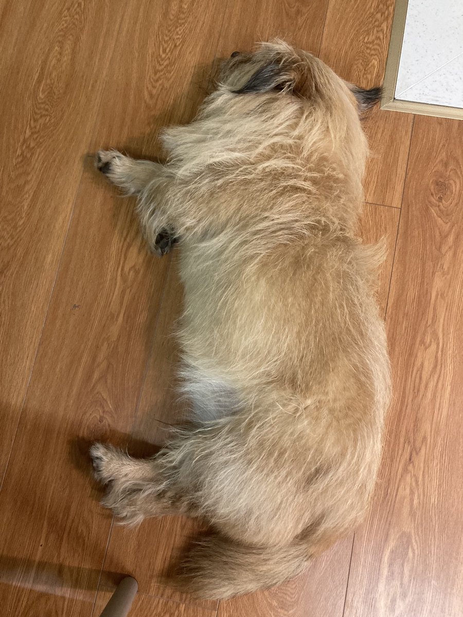 xidaisadog's tweet photo. https://t.co/Jf9Qn1VG5p