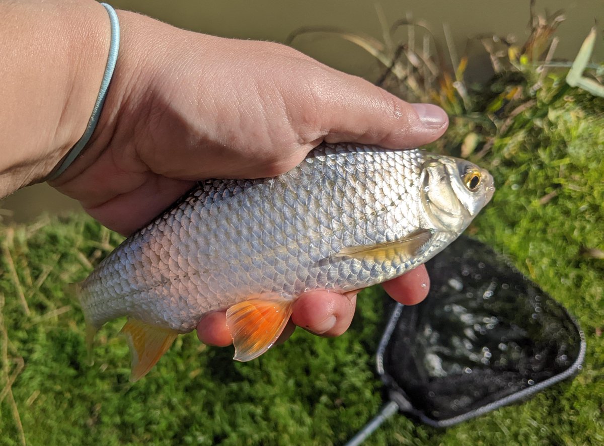 Dr Hollie Marshall (@mooholl) on Twitter photo PhD opportunity on epigenetic consequences of pollution in freshwater wild fish populations! For Sept 2025 start, in collaboration with the <a href="/AnglingTrust/">Angling Trust</a> and <a href="/EnvAgency/">Environment Agency</a>!
#Fieldwork #MolecularGenetics #Epigenetics #Pollution #FreshwaterFish
tinyurl.com/yk5mbm63 PhD opportunity on epigenetic consequences of pollution in freshwater wild fish populations! For Sept 2025 start, in collaboration with the <a href="/AnglingTrust/">Angling Trust</a> and <a href="/EnvAgency/">Environment Agency</a>!
#Fieldwork #MolecularGenetics #Epigenetics #Pollution #FreshwaterFish
tinyurl.com/yk5mbm63