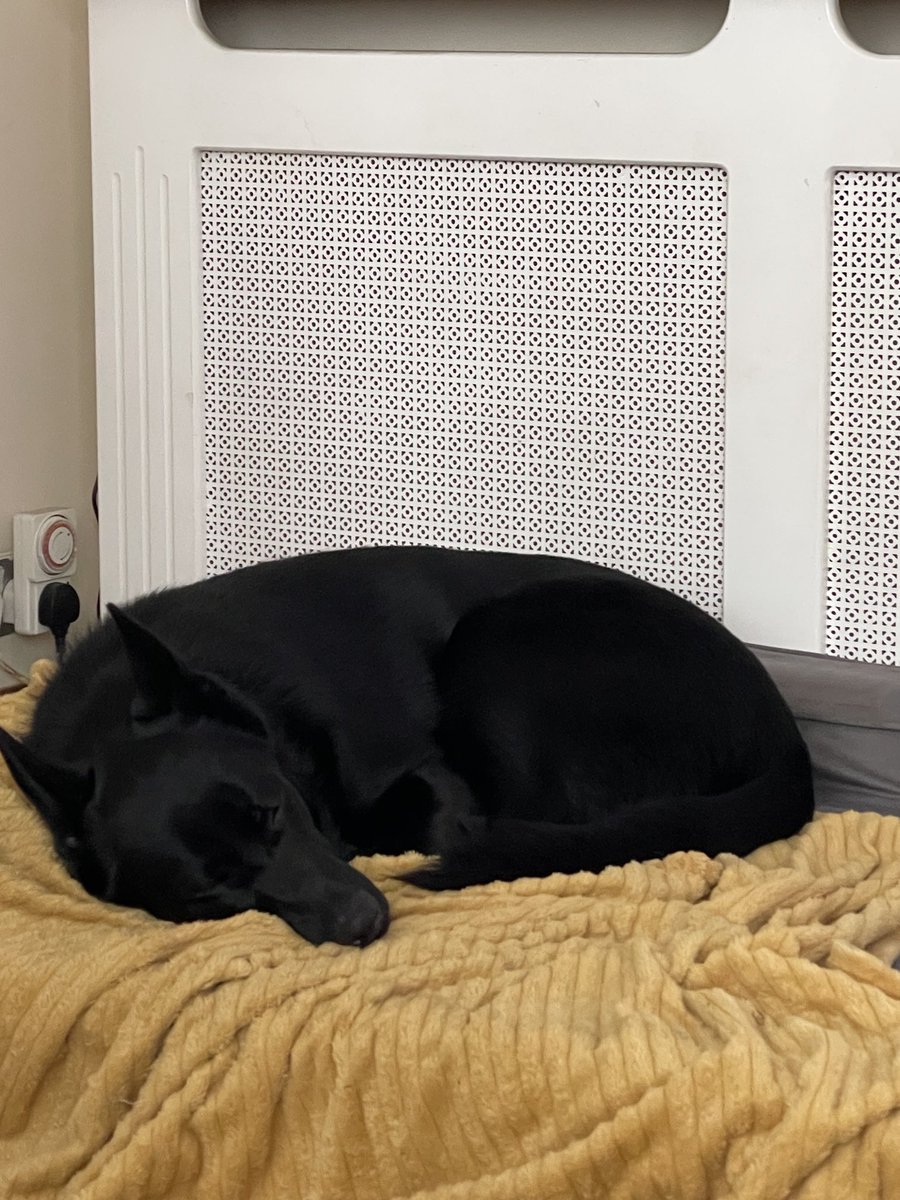 NicNic711's tweet photo. Post walk snoozes ๐ด #summer #gsdxmali #metPolPup #stanley #gsd #blackdog #exMetPolPup #deafpup https://t.co/JMofNOM5Zt