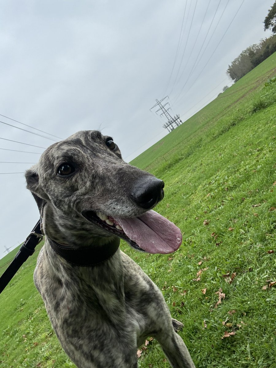 Safe travels to our two southern <a href="/PremGreyRacing/">Premier Greyhound Racing</a> Classic finalists 😊

🐾 Fire and Ice, Matt Dartnall
🐾 Brindle Bully, David Mullins

📸 Silver Standard champion Brindle Bully having a leg stretch before his biggest race. 

🎟️ sunderland-greyhounds.co.uk

#SunderlandDogs 🐾