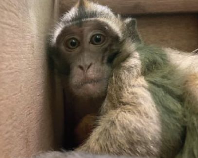 Action for Primates (@action4primates) on Twitter photo The heart-breaking trauma & terror of #monkeys in transit at <a href="/BrusselsAirport/">Brussels Airport</a> waiting to be transported to Manchester Airport <a href="/manairport/">Manchester Airport</a> for UK testing laboratories. tinyurl.com/yc49tzj3 Inspection reports & photos released by <a href="/AnimalRightsBE/">Animal Rights BE</a>
& <a href="/AnimalRightsNL/">Animal Rights NL</a> The heart-breaking trauma & terror of #monkeys in transit at <a href="/BrusselsAirport/">Brussels Airport</a> waiting to be transported to Manchester Airport <a href="/manairport/">Manchester Airport</a> for UK testing laboratories. tinyurl.com/yc49tzj3 Inspection reports & photos released by <a href="/AnimalRightsBE/">Animal Rights BE</a>
& <a href="/AnimalRightsNL/">Animal Rights NL</a>