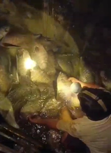 Wahyudi_Luhkan's tweet photo. Jum'at (15/11),Wahyudi Rachman, Luhkan Kab.HSU, di Pokdakan Lauk Makan, Ds.Banyu Tajun Pangkalan, mendampingi Panen Ikan Gurami di Keramba, sebanyak 93Kg, luasan 5m2, bobot panen rerata 1 Kg/ekor,harga Rp35.000/kg
#GiatLuhkanSatminkalBWI
#HuluSU
#panen
#Luhlapor @bppp_banyuwangi https://t.co/Q8TMDja1n8