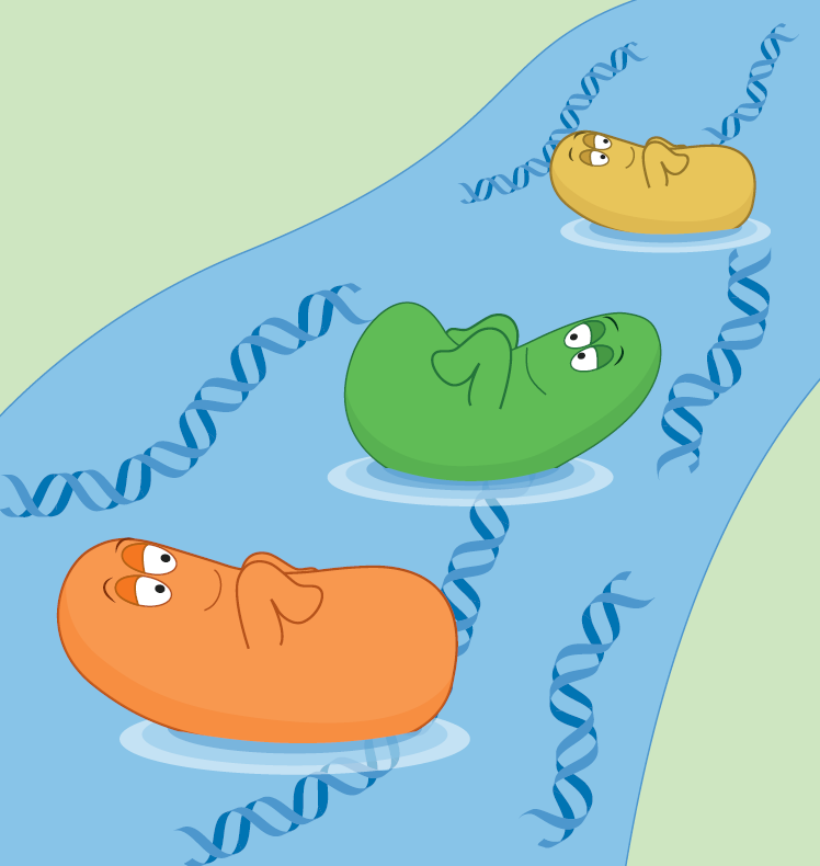 A river of resistant genes uncovered by metagenomics

This Genome Watch discusses the use of metagenomic sequencing to investigate resistome dynamics in river ecosystems and their associations with the mobilome &amp; microbiome, underscoring the role of rivers as reservoirs of ARGs