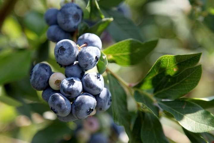 Blueberry bushes require regular care to thrive and produce bountiful harvests. Provide adequate water, especially during dry spells, but avoid overwatering, as soggy soil can lead to root diseases. Mulch around the base of the bushes to conserve moisture and suppress weeds.