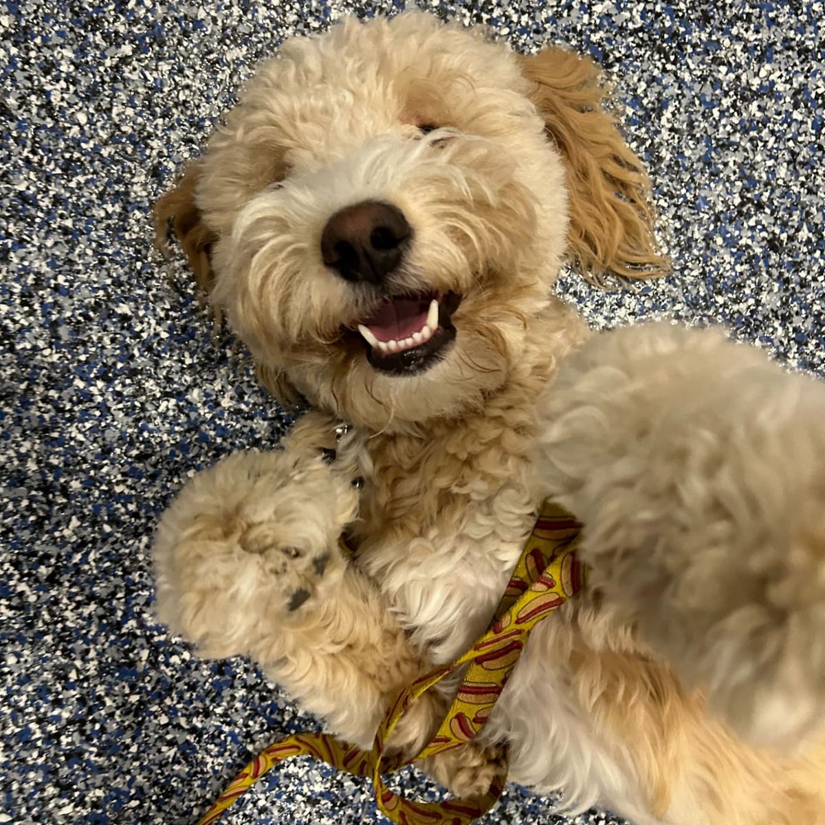 Hotdog was one of our happy boarding dogs from the weekend. We have a boarding/daycare facility for our safekeeping program- but we have a few public spots available to help sustain this program. We have volunteers on site 24/7. 

Because Hotdog chose to stay at the Landing Pad,