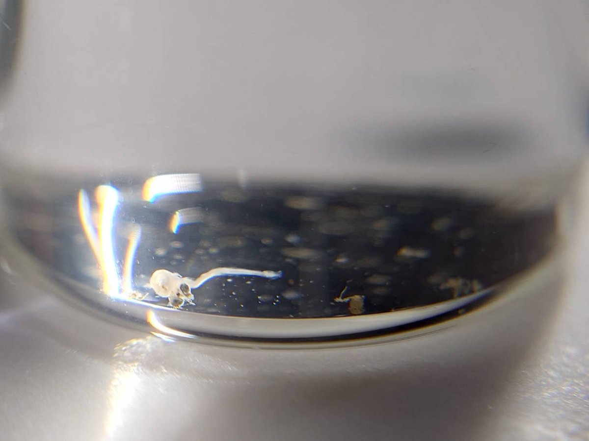 明日今年2回目の流下仔魚調査を行います！

先週も流下仔魚が見つかりましたが、今週の方が期待大です！
ご参加お待ちしています