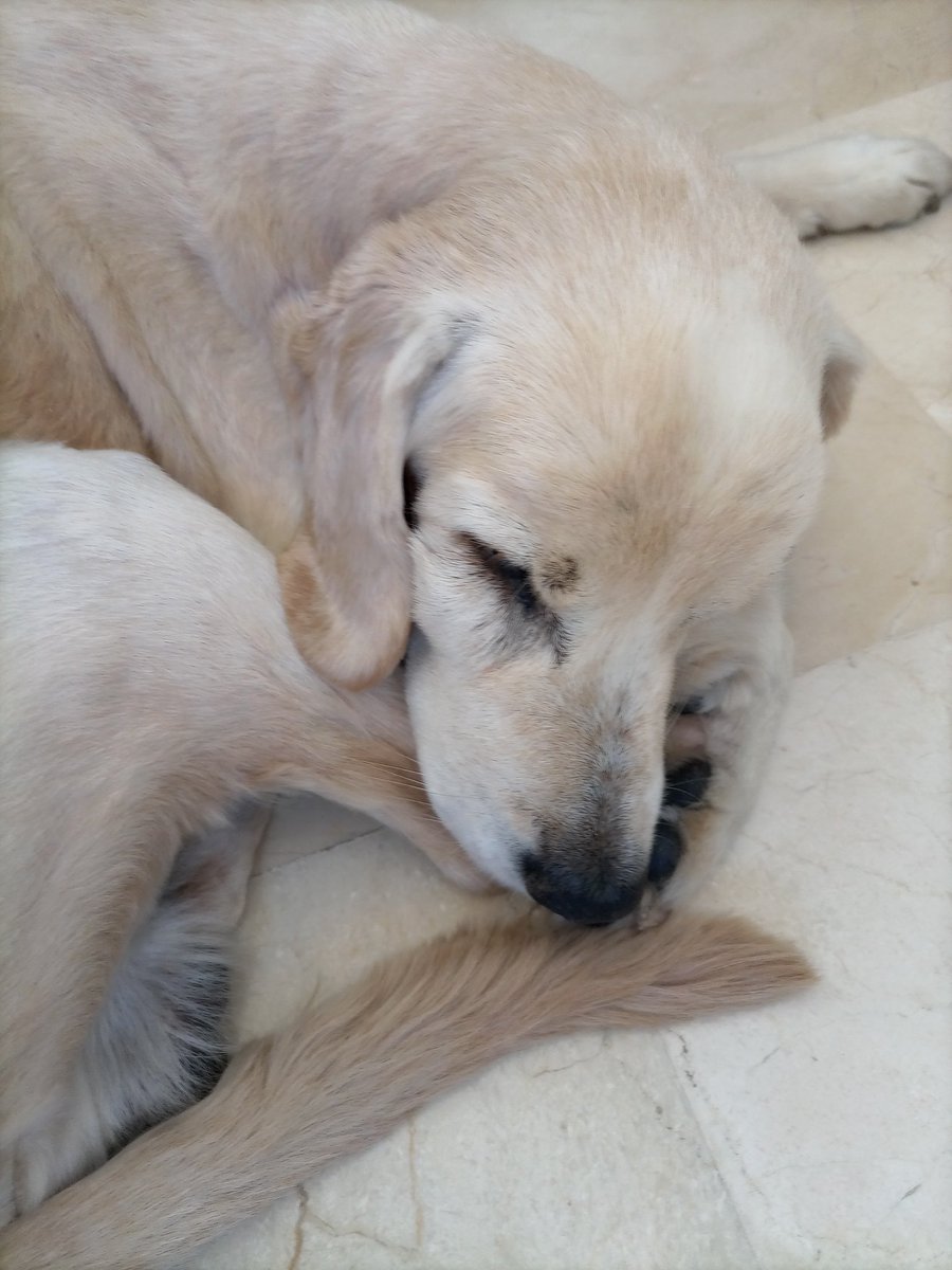 María La Portuguesa 🇪🇦🇵🇹🇫🇷#LosNiñosNoSeTocan tweet media