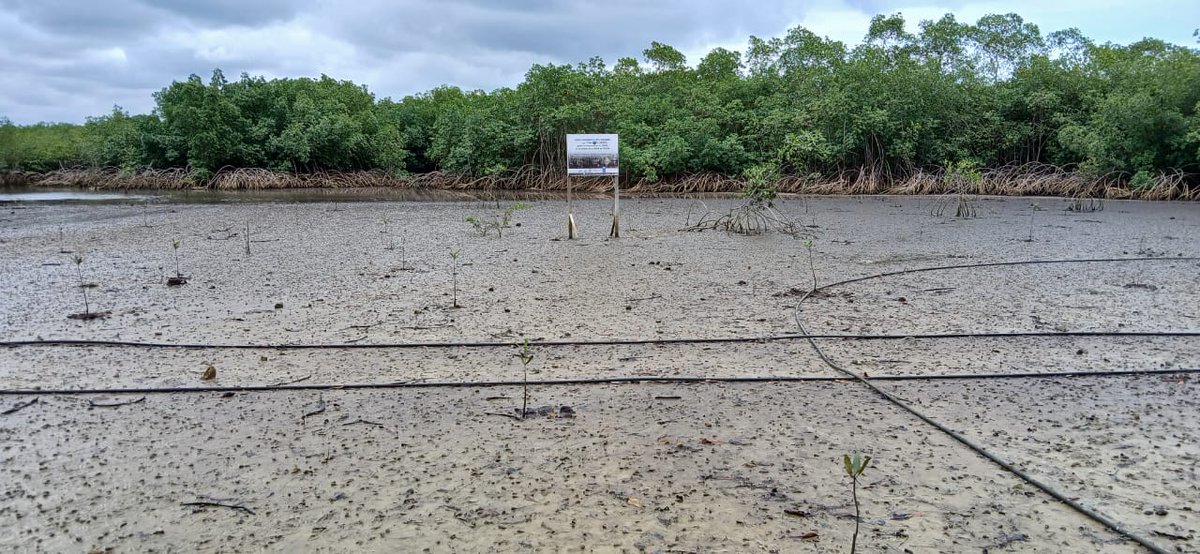 Between 2023 and 2024 , we have restored 33 ha of mangroves in the north of Libreville. We need more ressources to extend to other counties, our goal is to restore 1 000 ha in Gabon. <a href="/goldmanprize/">The Goldman Environmental Prize</a> <a href="/algore/">Al Gore</a> <a href="/IUCN_Mangrove/">IUCN Mangrove SG</a> <a href="/MangroveProject/">Mangrove Action Project</a> <a href="/Mangroves/">Global Mangrove Alliance</a> <a href="/MangrovesNow/">Save Our Mangroves Now!</a>