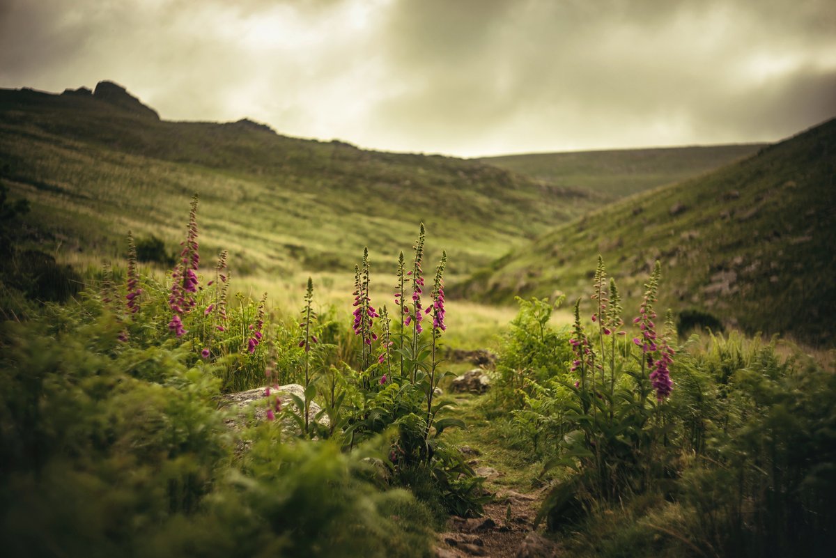 GlavindStrachan's tweet photo. #Foxgloves Below #GerTor - #TavyCleave π·
This is the photograph for June on my Moody Moor Calendar for 2025 π·
12 marvellously moody images of #Dartmoor for only Β£15 including P&P
You can contact me directly or https://t.co/Ugccv1GJEF https://t.co/zB2X1U0K3C