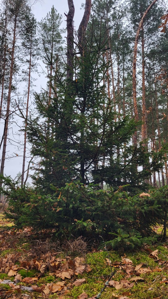 Прячусь до понедельника тут