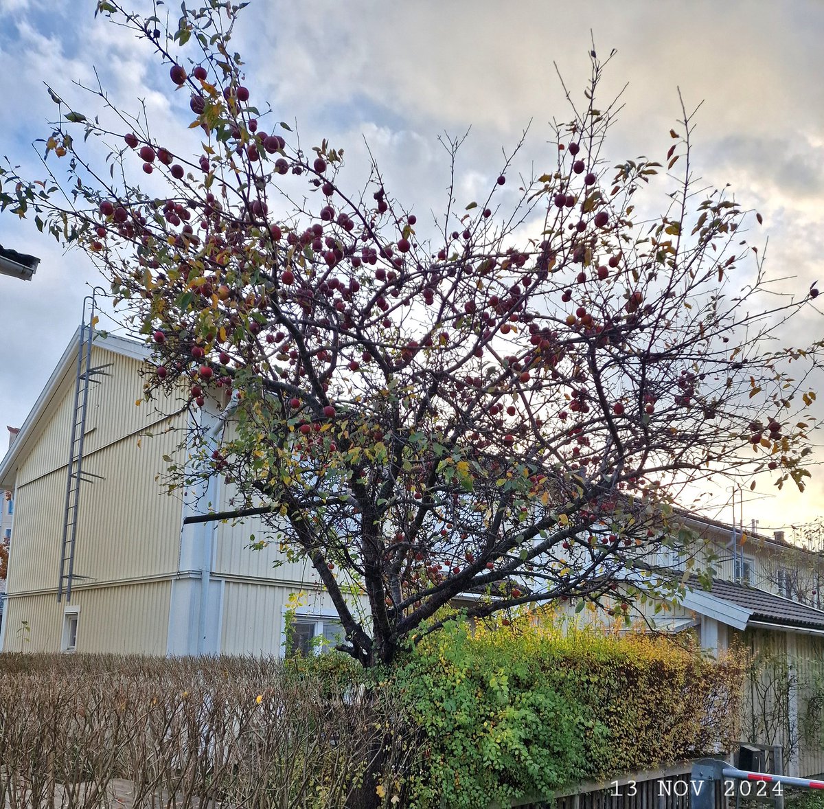 IDadzkov's tweet photo. Apple tree. Äppelträd. Яблоня.
#nature #autumn #trees #ApppleTree #apples #fruits #äppelträd #TreesPhoto #AutumnPhoto https://t.co/kSKpraacmL