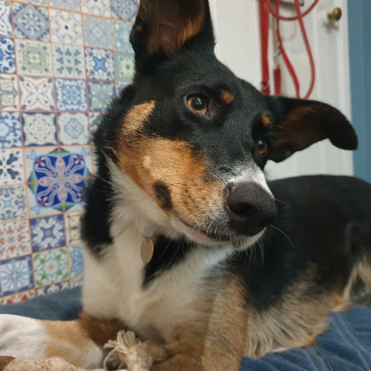 Twiglet the dog tweet media