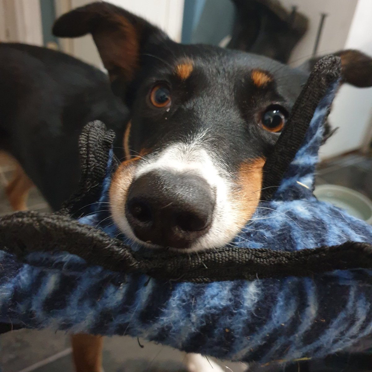 Twiglet the dog tweet media