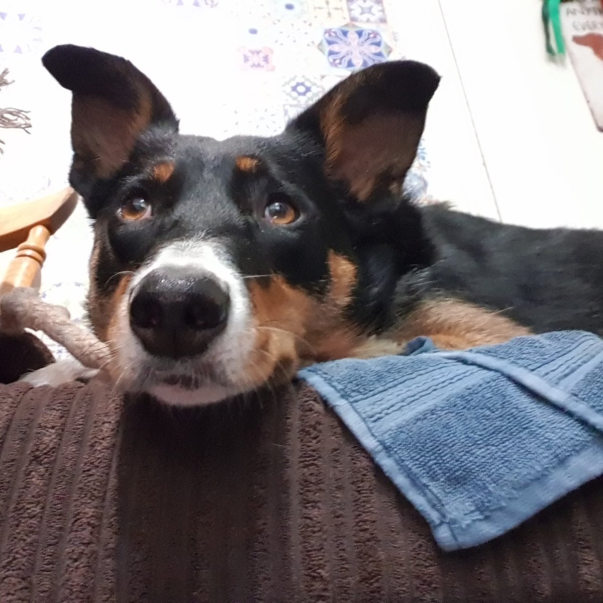 Twiglet the dog tweet media