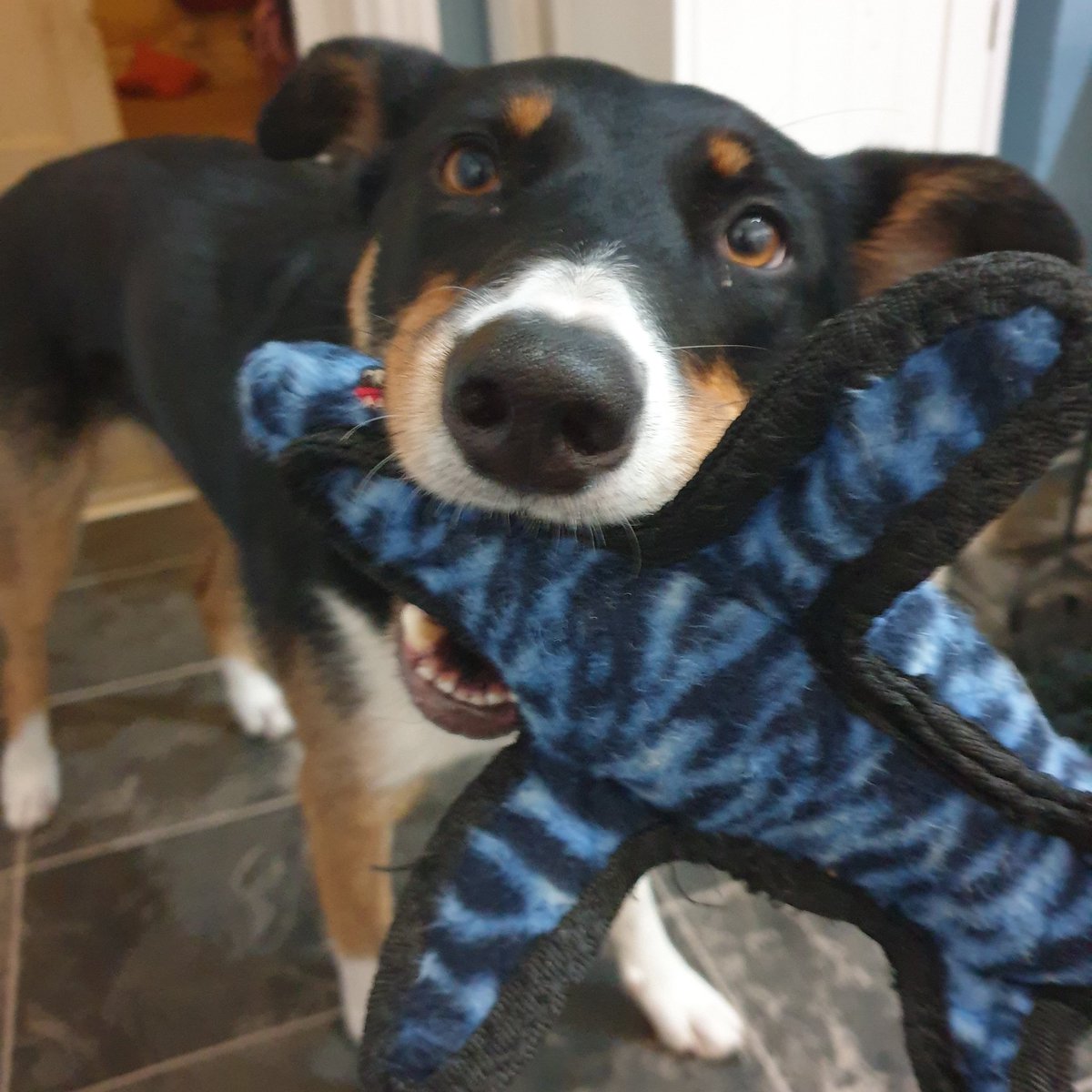 Twiglet the dog tweet media