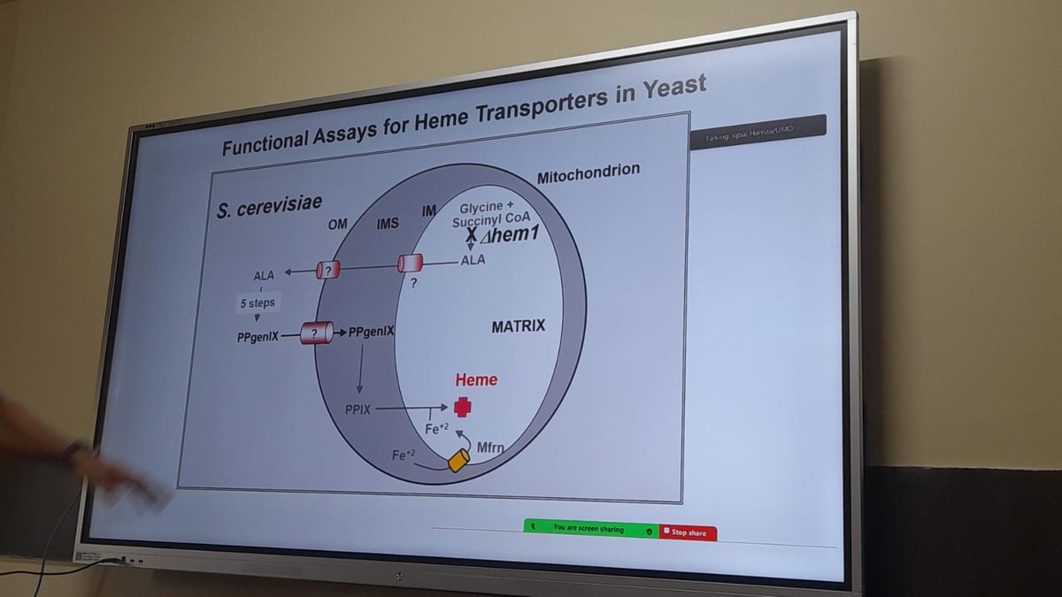 Sandhya Koushika (@wormlockholmes) on Twitter photo Ever worried about anemia? Heme is super imp.
Moving heme into, out & within cells with heme transporters Hrg-1 & Mrp-5. Gene discovery and pathway analysis in heme auxotroph C. elegans & cell biology in vertebrates.
Interactive seminar <a href="/iqbalhamzalab/">Iqbal Hamza</a> <a href="/UofMaryland/">Univ. of Maryland</a> in <a href="/TIFR_Bio/">DBS TIFR</a> Ever worried about anemia? Heme is super imp.
Moving heme into, out & within cells with heme transporters Hrg-1 & Mrp-5. Gene discovery and pathway analysis in heme auxotroph C. elegans & cell biology in vertebrates.
Interactive seminar <a href="/iqbalhamzalab/">Iqbal Hamza</a> <a href="/UofMaryland/">Univ. of Maryland</a> in <a href="/TIFR_Bio/">DBS TIFR</a>