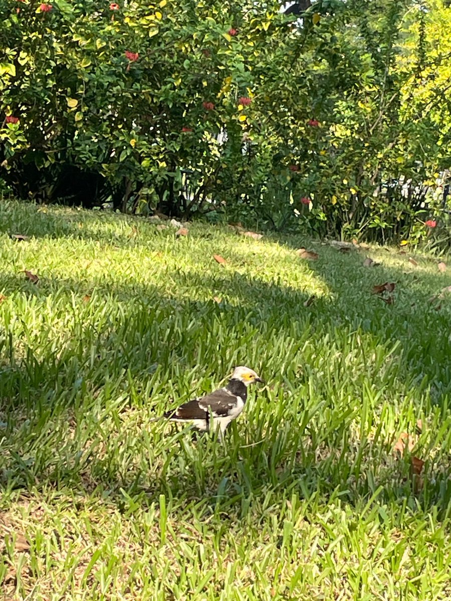 doer builder tweet media