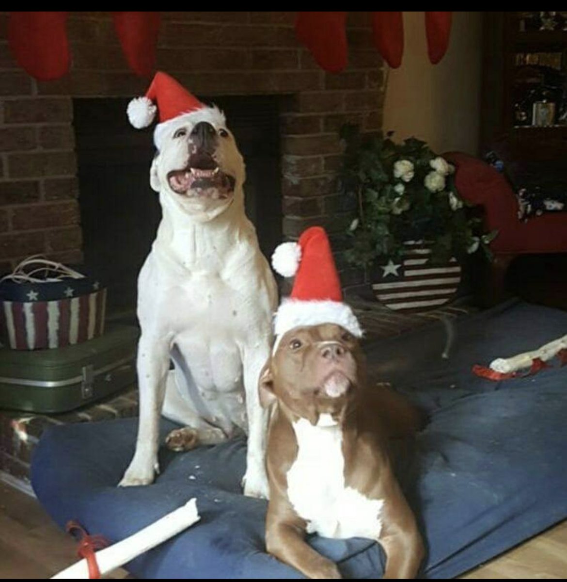 UIncitive's tweet photo. @ThxxasBlxze Cali(AM Bull) Sinister (retired House Hippo)  Princess Sassy Pants (Am Bull/Pitty) https://t.co/uMNTuKA89S