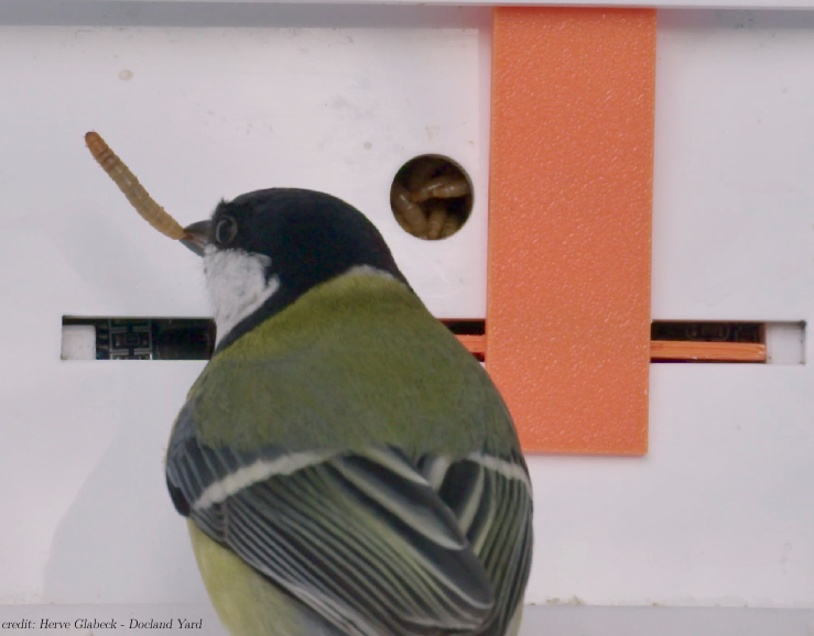 Michael Chimento (@evogom) on Twitter photo 🐦📢 very pleased to share our freshly published cultural diffusion experiment w/ <a href="/AlarconNietoG/">GustavoAlarcón-Nieto</a> and <a href="/LucyMAplin/">Lucy Aplin</a> in <a href="/PLOSBiology/">PLOS Biology</a> that explored decision-making of immigrant great tits after moving into a new social group: journals.plos.org/plosbiology/ar… <a href="/CBehav/">Centre for the Adv Study of Collective Behaviour</a> <a href="/MPI_animalbehav/">MPI-AB is on Bluesky @mpi-animalbehav.bsky.social</a> <a href="/UZH_en/">University of Zurich</a> 🐦📢 very pleased to share our freshly published cultural diffusion experiment w/ <a href="/AlarconNietoG/">GustavoAlarcón-Nieto</a> and <a href="/LucyMAplin/">Lucy Aplin</a> in <a href="/PLOSBiology/">PLOS Biology</a> that explored decision-making of immigrant great tits after moving into a new social group: journals.plos.org/plosbiology/ar… <a href="/CBehav/">Centre for the Adv Study of Collective Behaviour</a> <a href="/MPI_animalbehav/">MPI-AB is on Bluesky @mpi-animalbehav.bsky.social</a> <a href="/UZH_en/">University of Zurich</a>