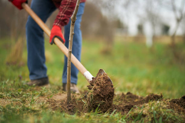 Please join us today at any point between 11:45am and 1:30pm for our 2nd Gardening Gang drop-in! We will be working with representatives from the planned school extension team, to remove and replant/giveaway trees that are currently growing where the extension will go. #community