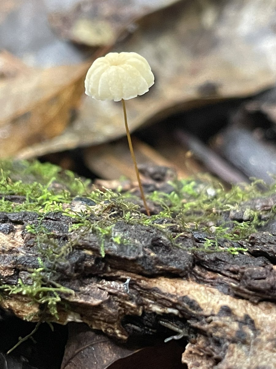 Great field trip today for the Australian Biota at Ravensbourne and Crows Nest National Parks.