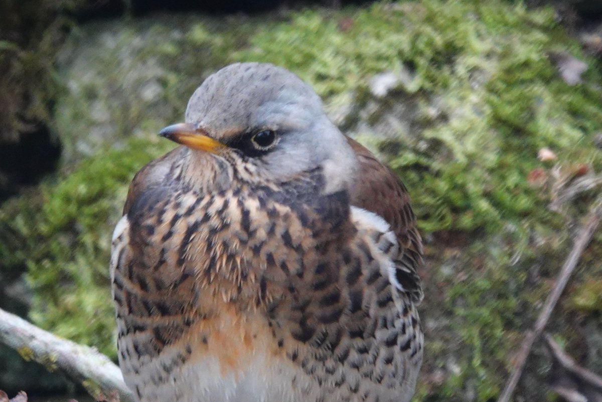 cooperman45's tweet photo. @CarlBovisNature Beautiful birds. https://t.co/JUr9eoNWid
