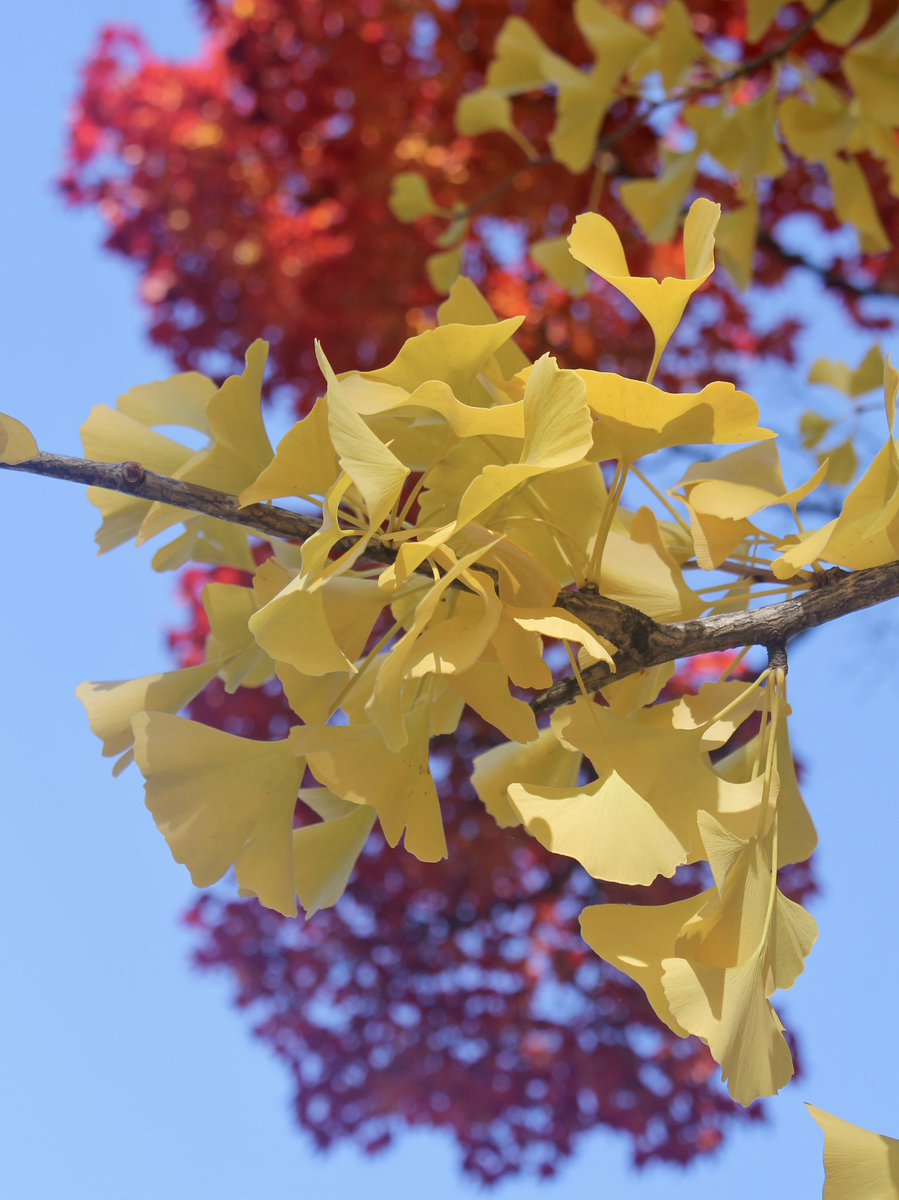 t_NickAkers's tweet image. 