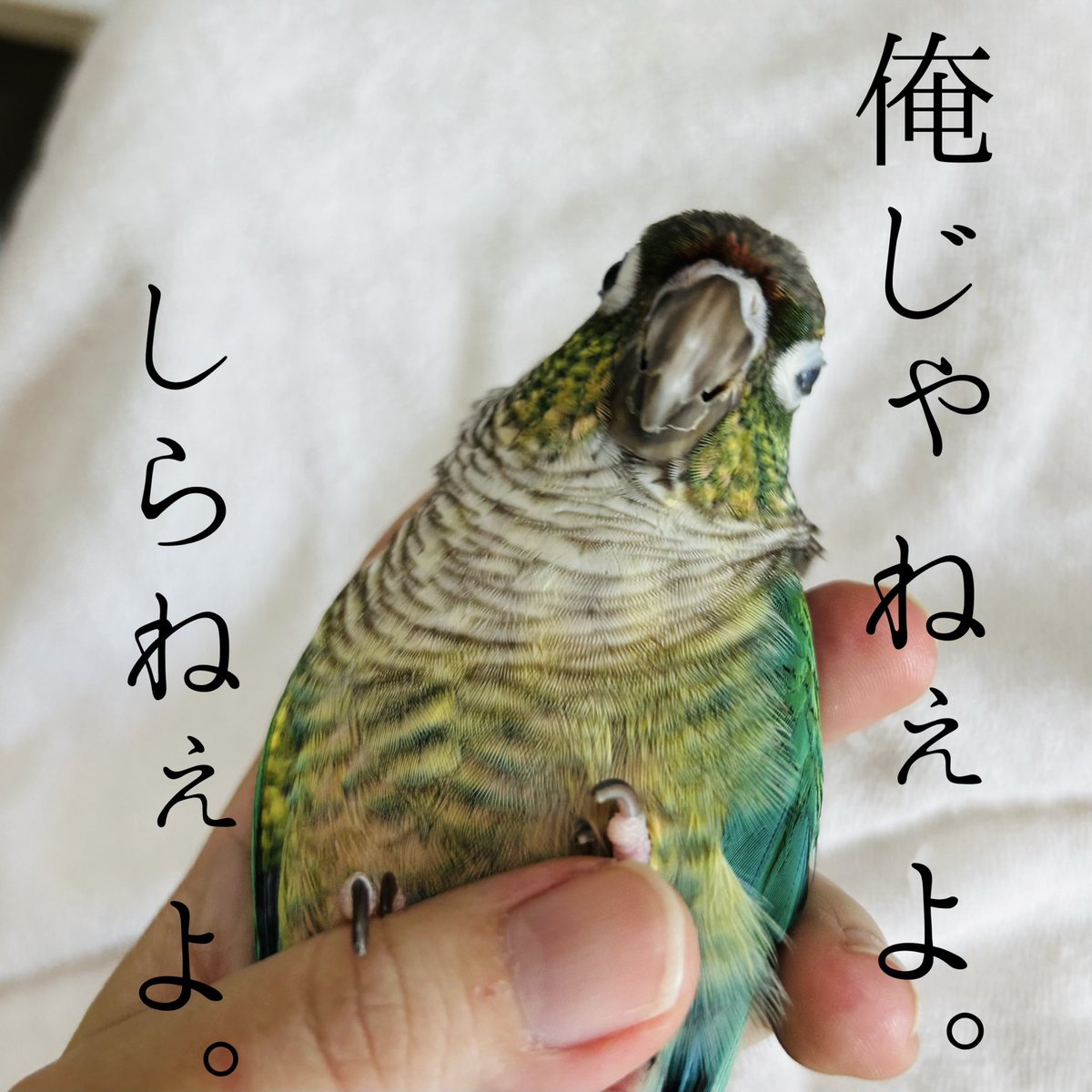 棚を齧ってるとこを
現行犯で捕まった
緑の男。
#ウロコインコ