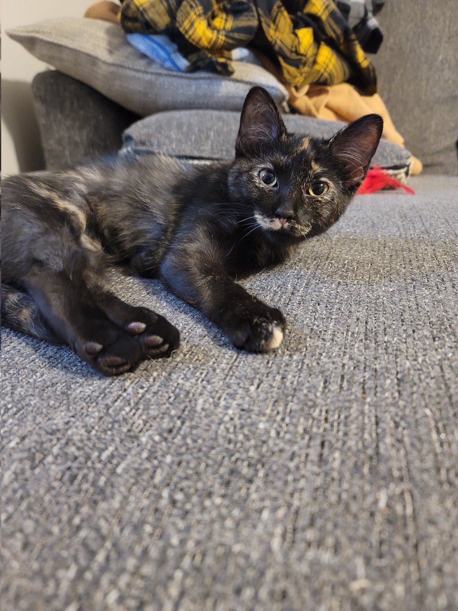 MrGarbageCat's tweet image. Newest addition to the fam.