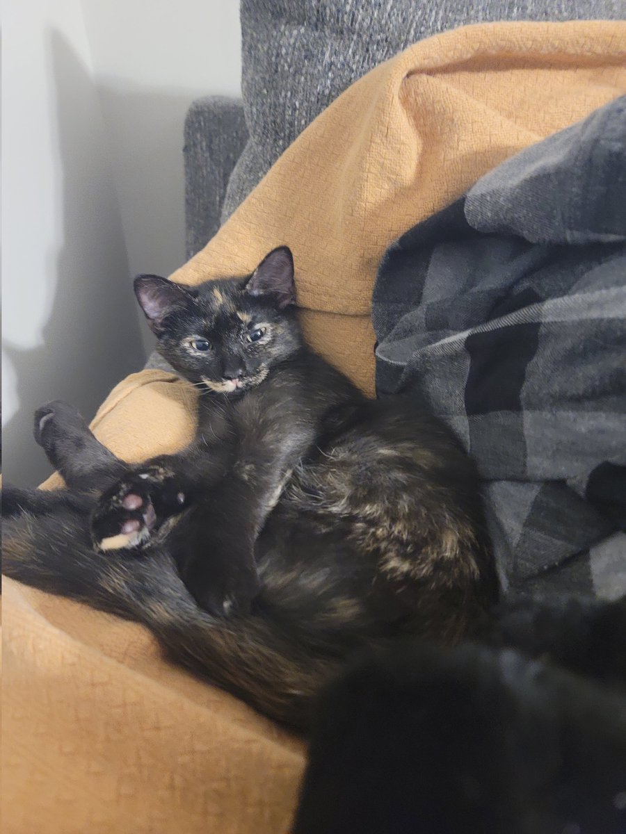 MrGarbageCat's tweet image. Newest addition to the fam.