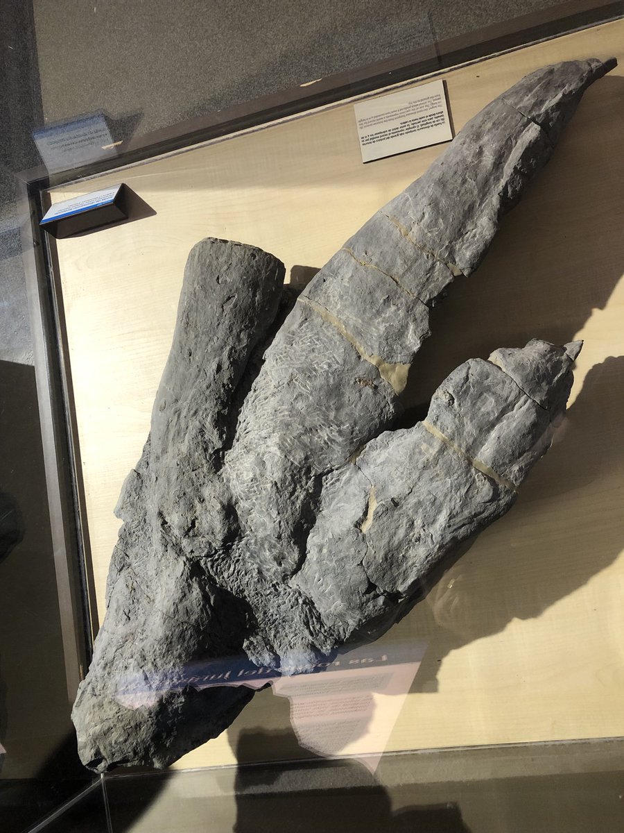 Jeremy Lockwood 🇺🇦 (@valdosaurus) on Twitter photo Enormous theropod foot cast from the Jurassic of Asturias. On display at <a href="/Museojurasico/">Museo del Jurásico de Asturias (MUJA)</a> . The side of the cabinet can’t be far off a metre. A real monster!! #FossilFriday Enormous theropod foot cast from the Jurassic of Asturias. On display at <a href="/Museojurasico/">Museo del Jurásico de Asturias (MUJA)</a> . The side of the cabinet can’t be far off a metre. A real monster!! #FossilFriday